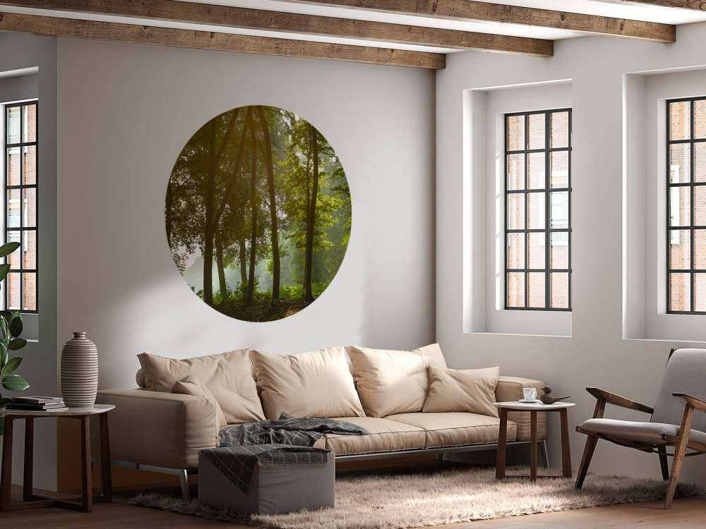 Forest in the morning sun