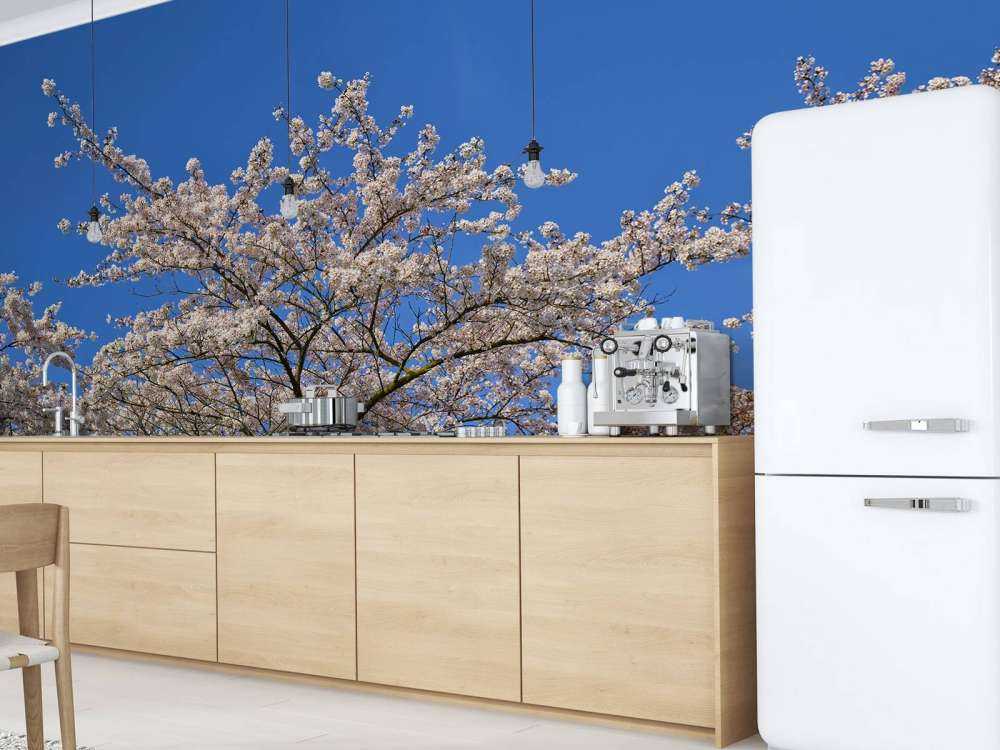 Blossom with blue sky