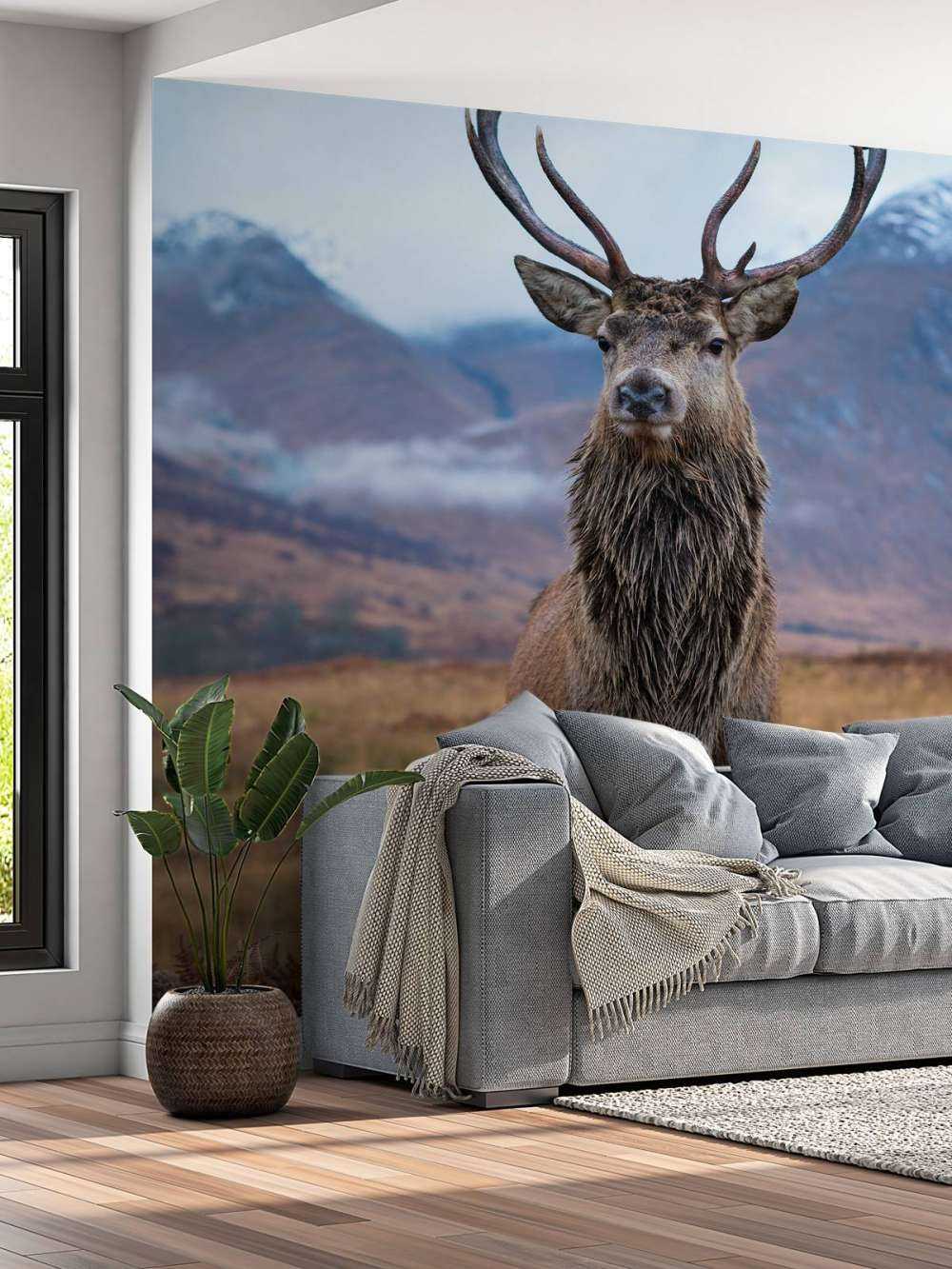 Deer in the mountains