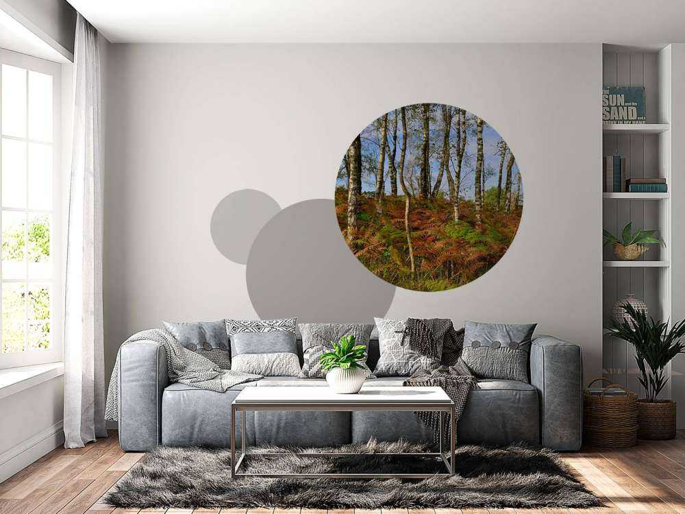 Birches with coloured ferns