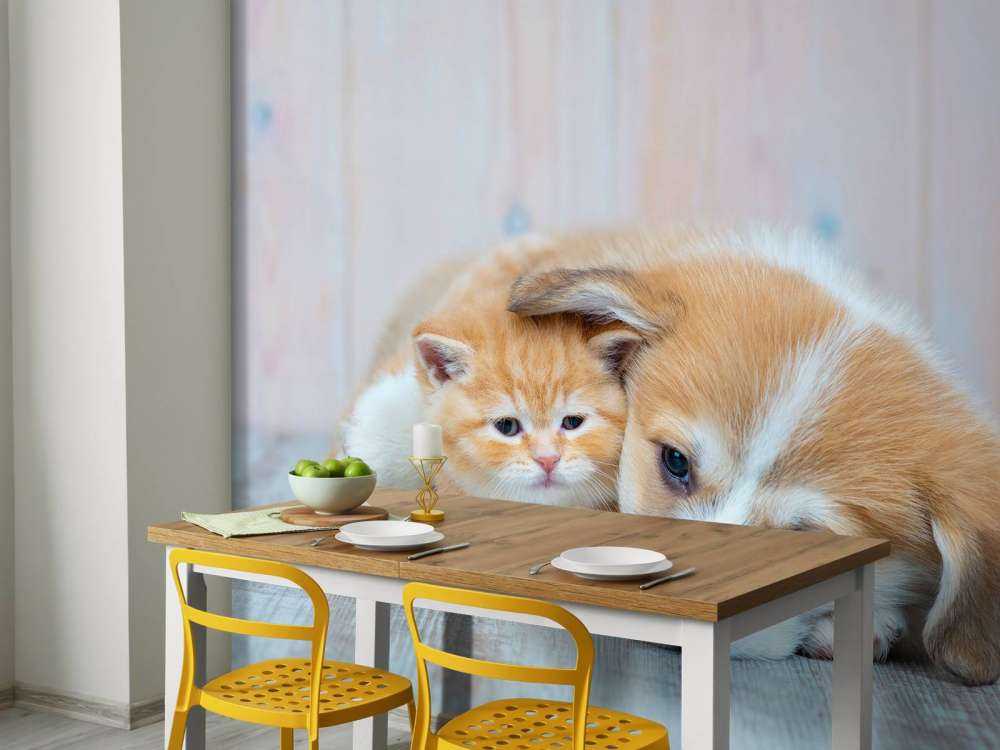 Cat wallpaper. Picture of a kitten and puppy.
