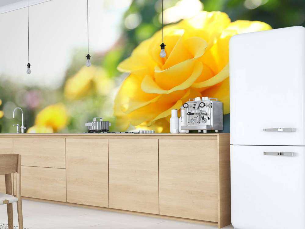 Yellow roses