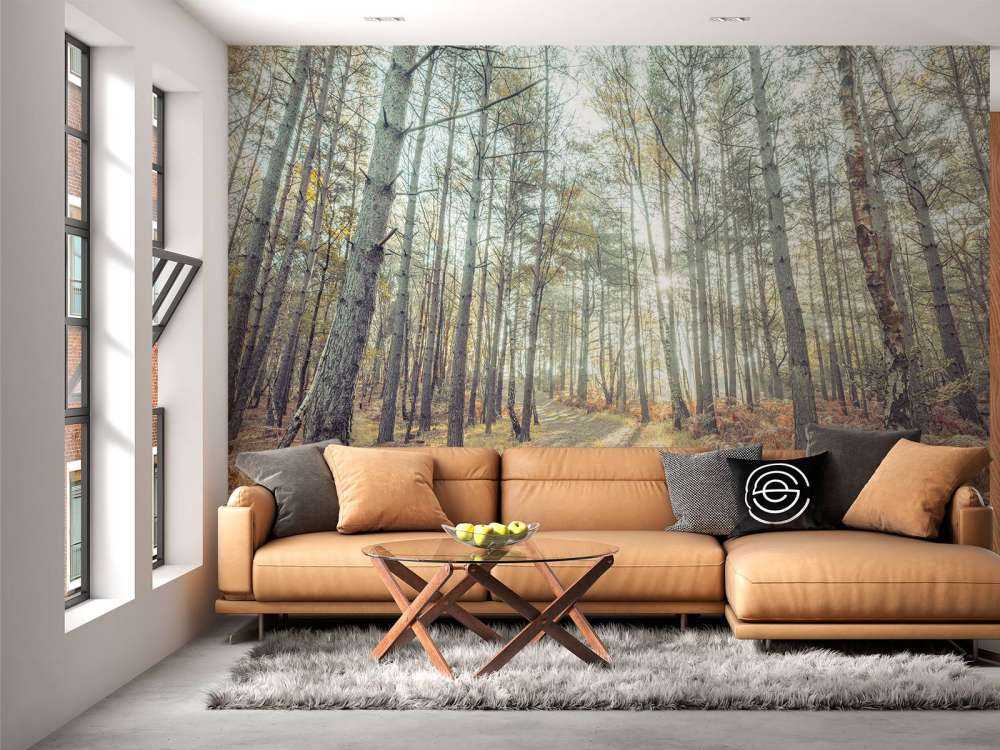 Path through sunny forest