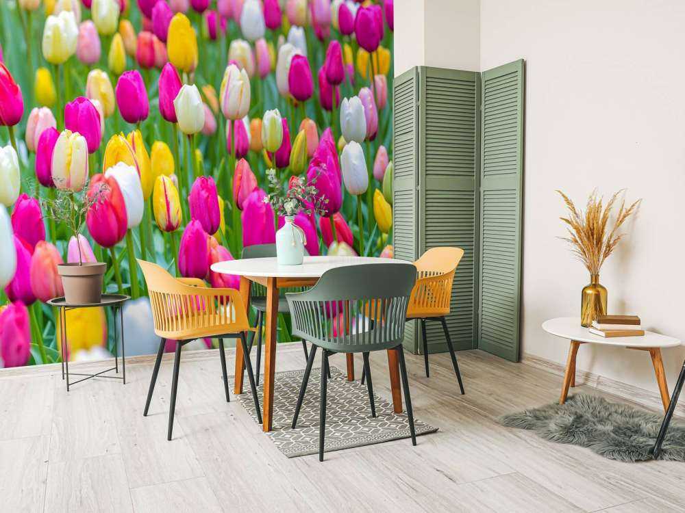 Colorful tulips in a field