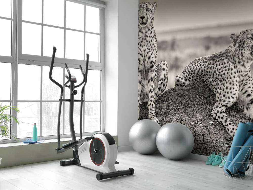 Two Cheetahs watching out