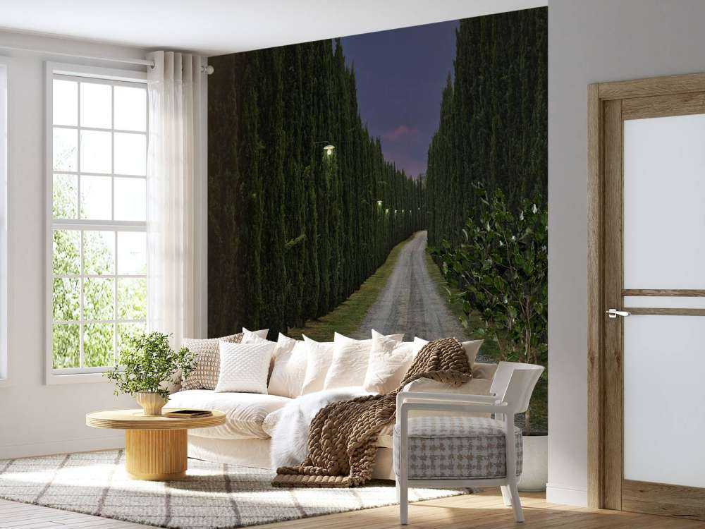 Cypress in the evening