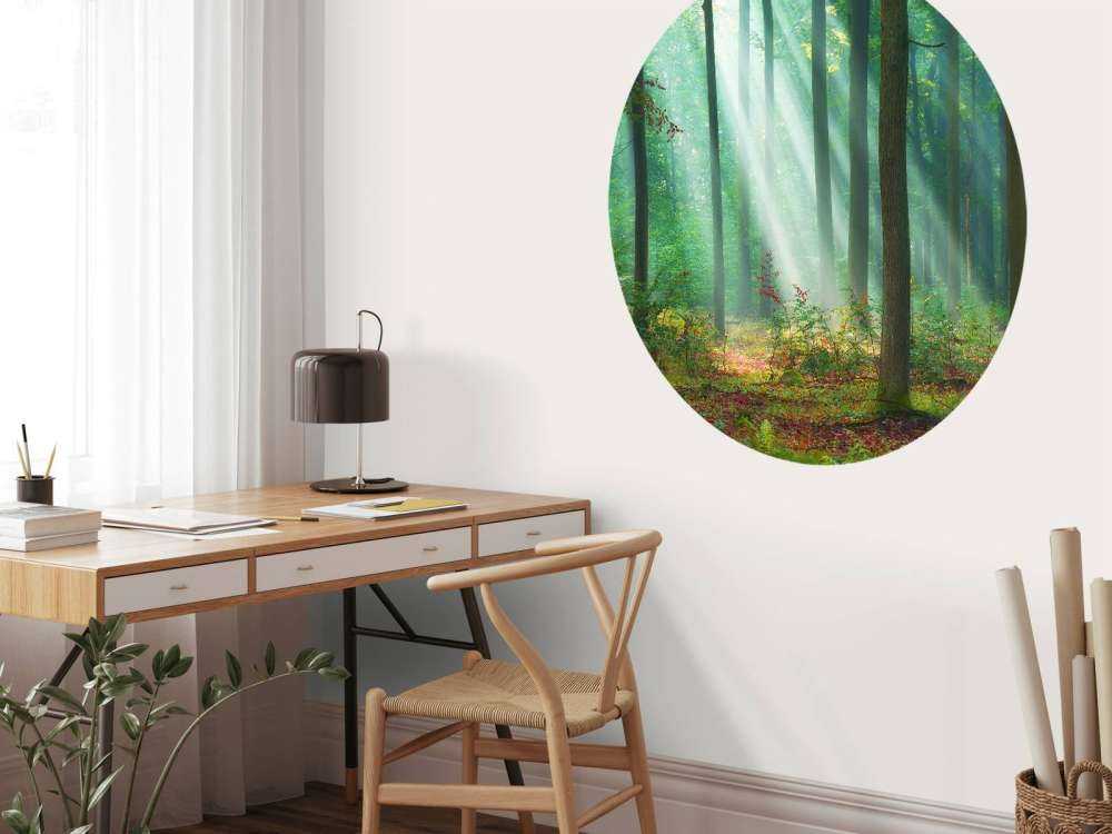 Morning in the woods