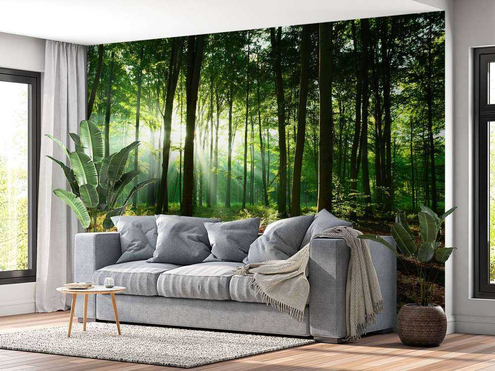 A morning in the forest