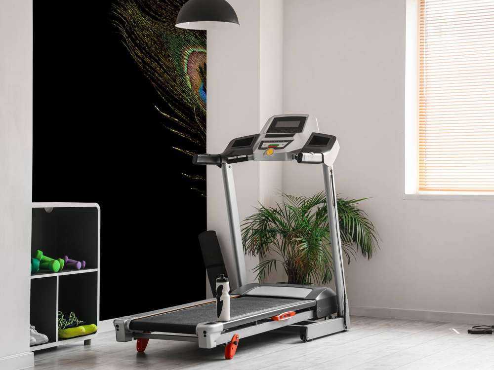 Colourful peacock feather