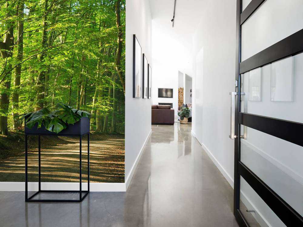 Sunny road through a forest