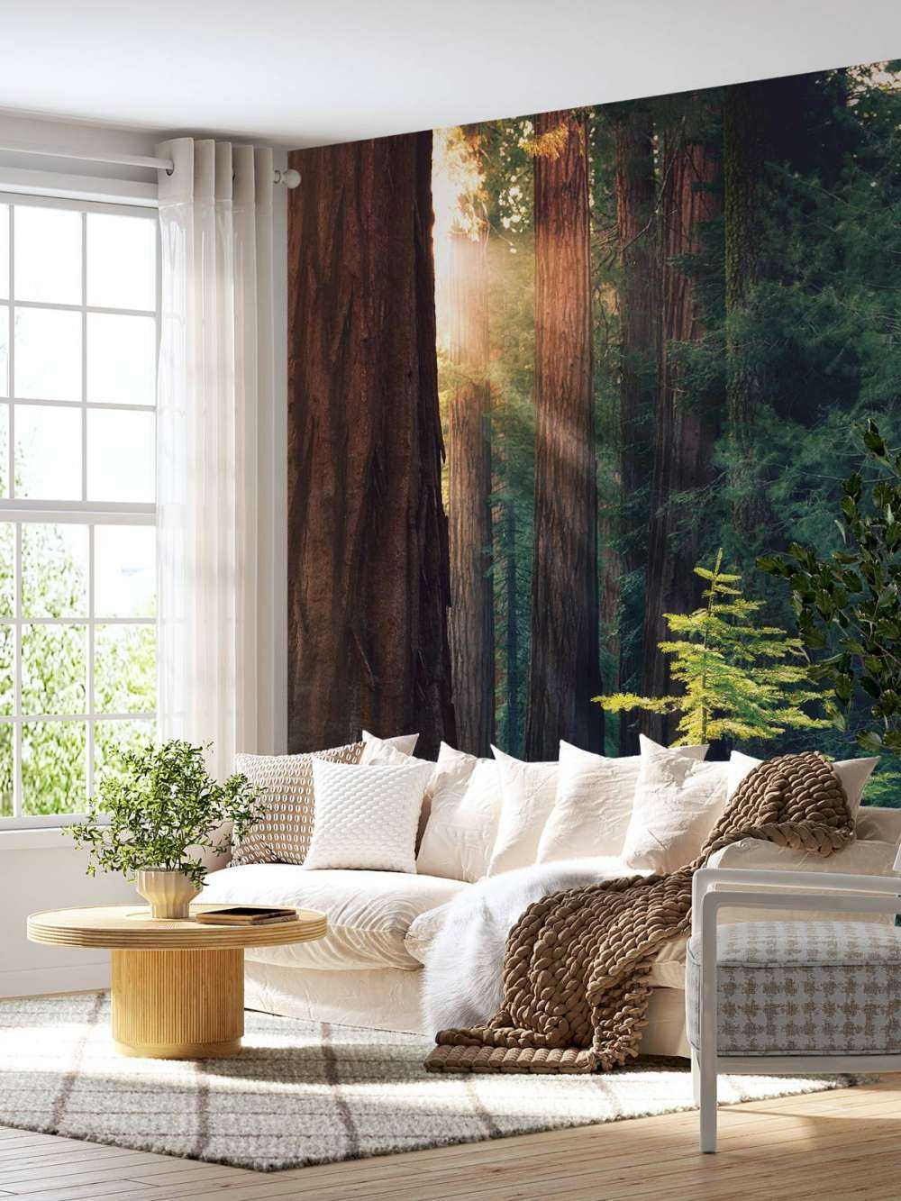 Sunlight between the mahogany trees