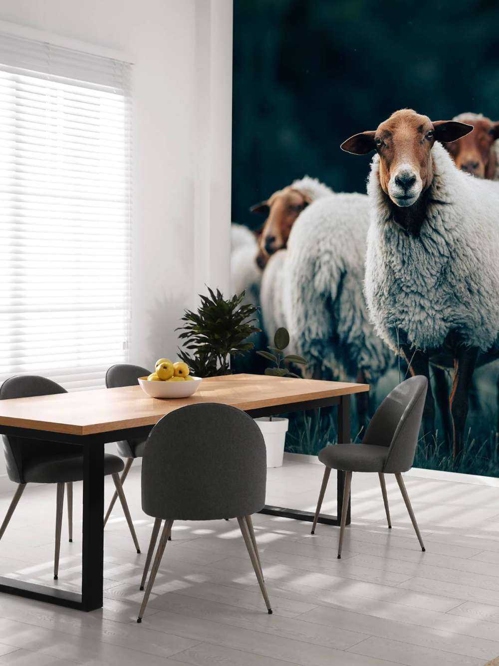 Sheep in the evening