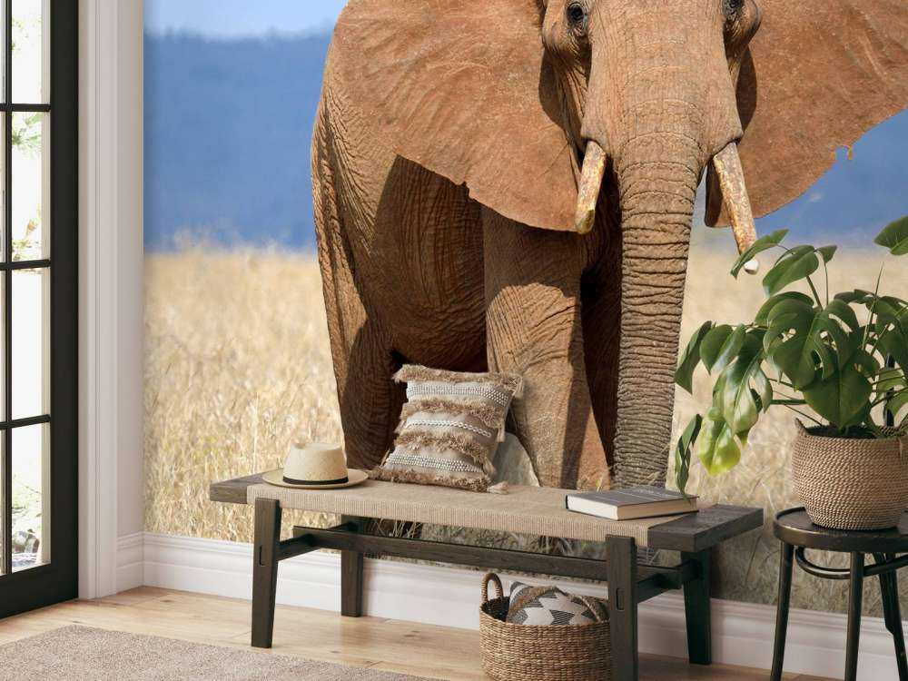Grote olifant in hoog gras