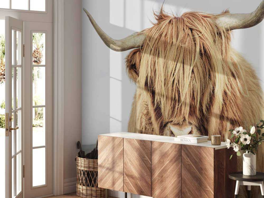 Close-up of a Scottish Highlander
