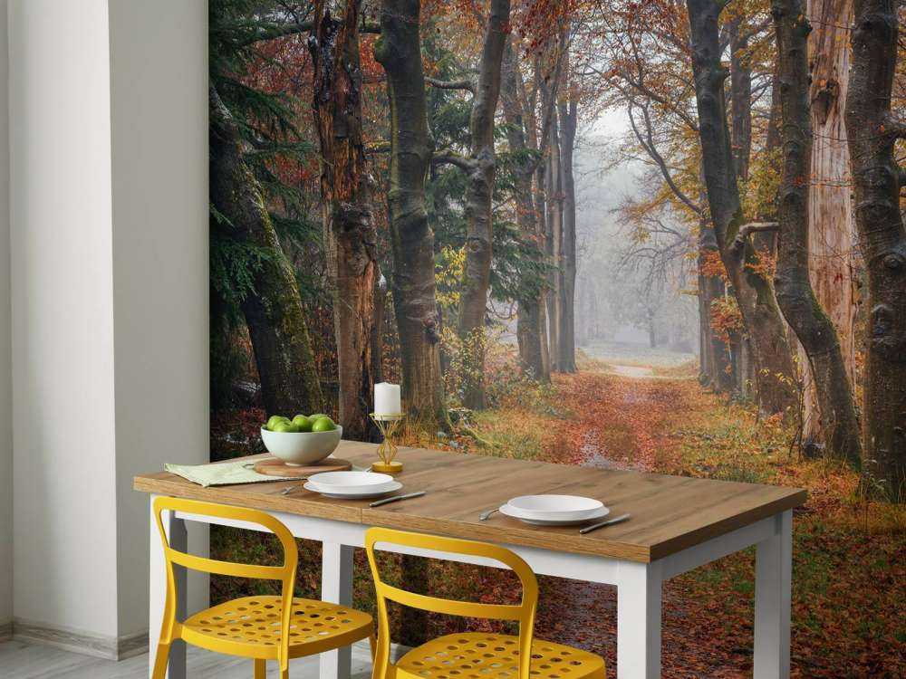 Forest path with old trees