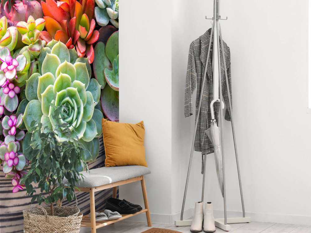 Verschillende vetplanten