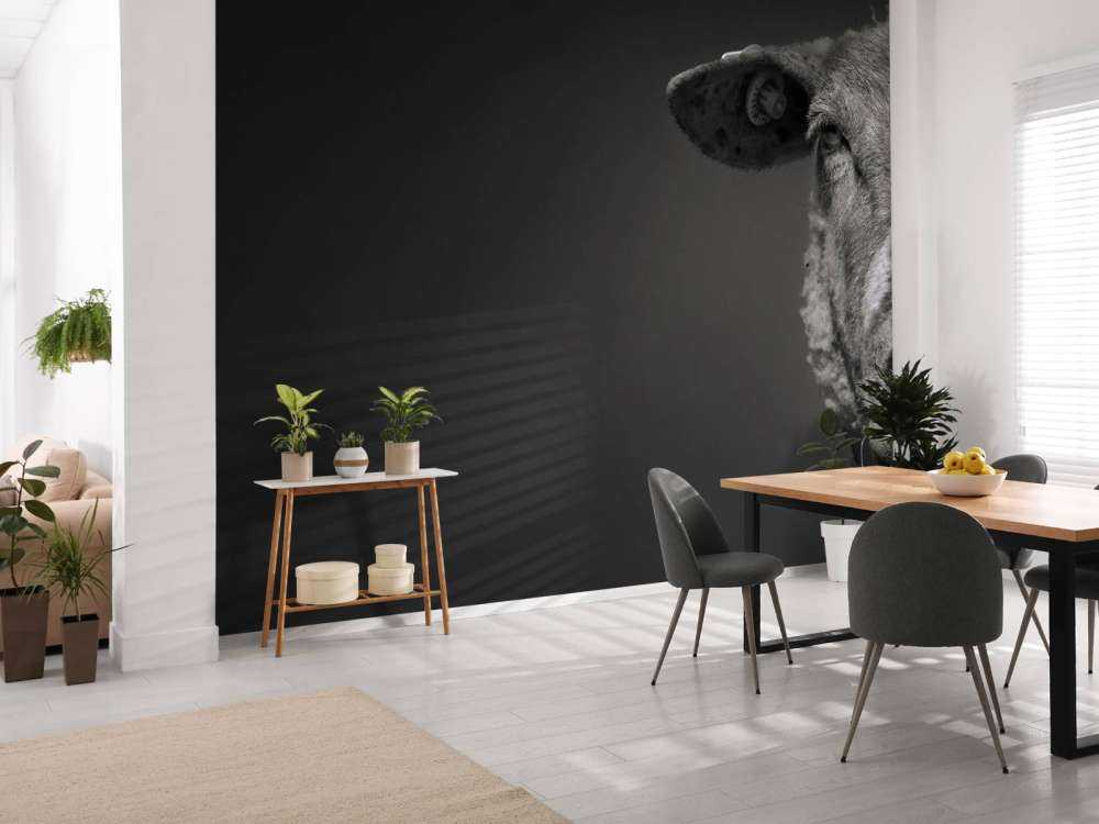 Close-up sheep black and white