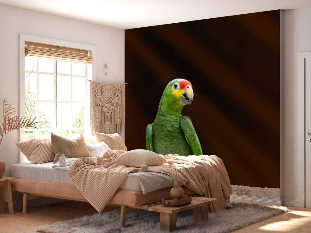 Curious parrot