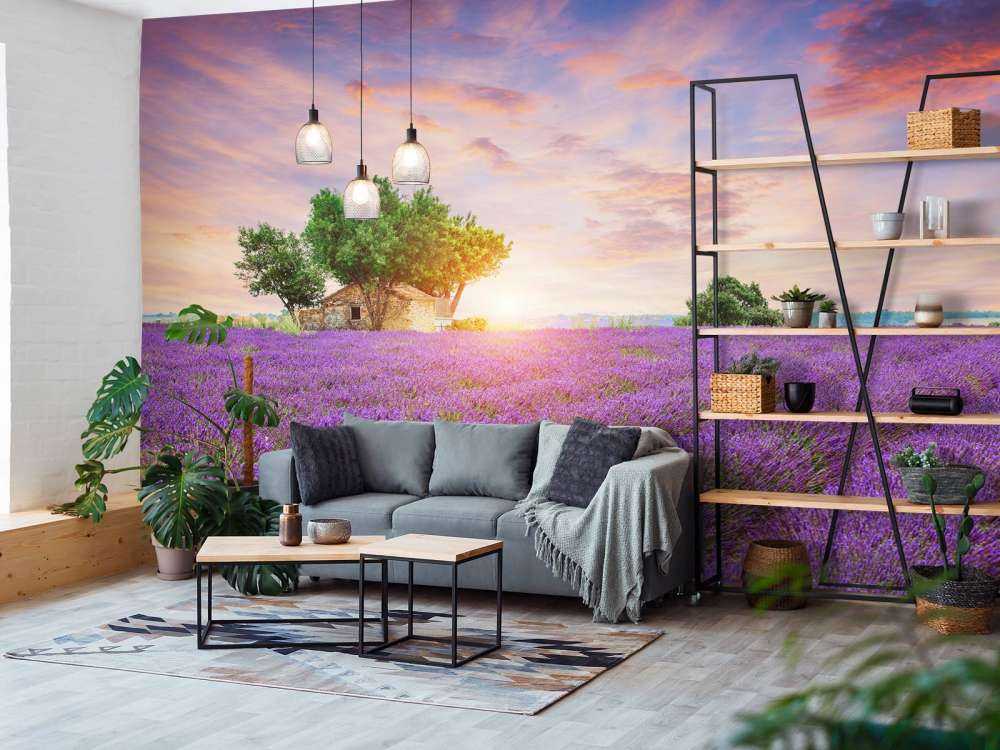 Lavender field during sunrise