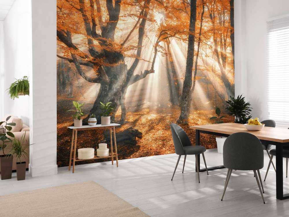 Magical Autumn Forest