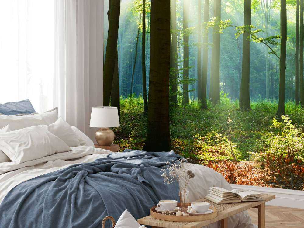 Morning in the forest