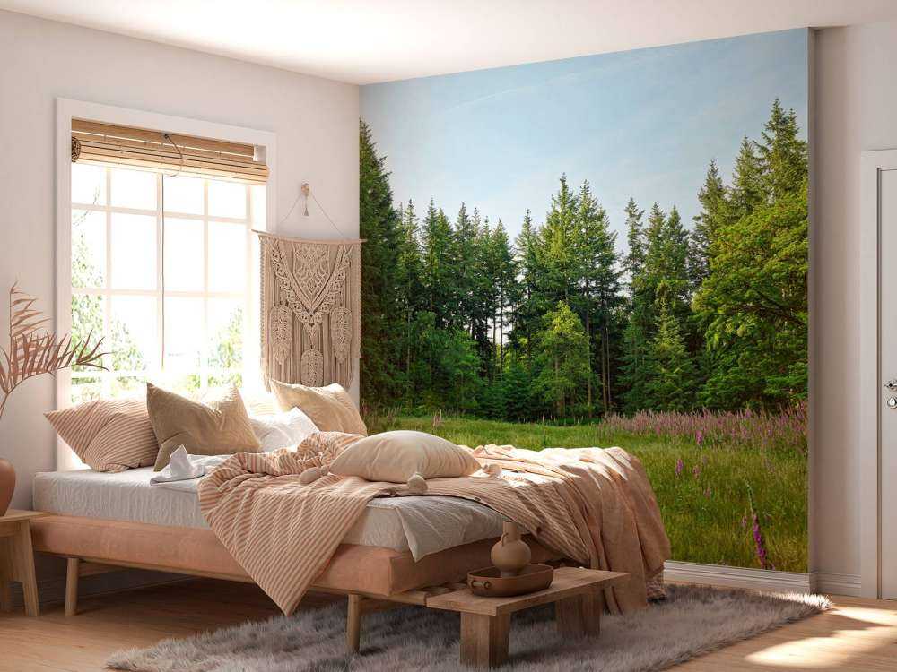 Open space in the forest