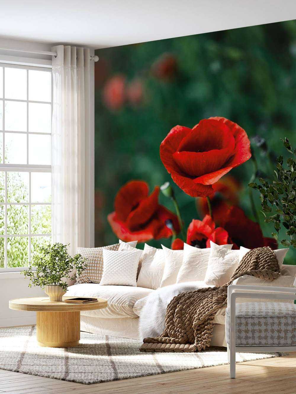 Poppies and grass