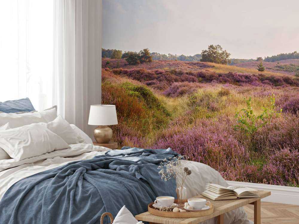 Heathland at sunrise
