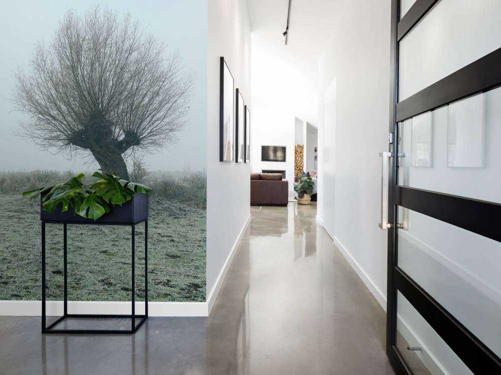 Pollard willows in the fog