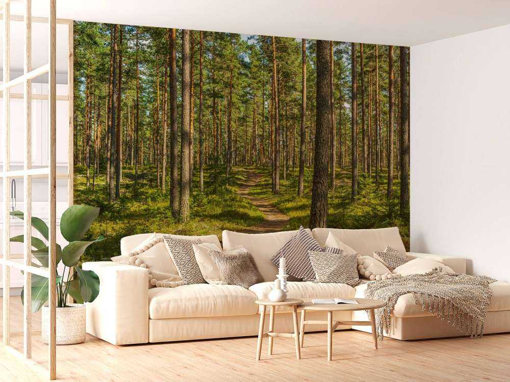 Footpath in pine forest