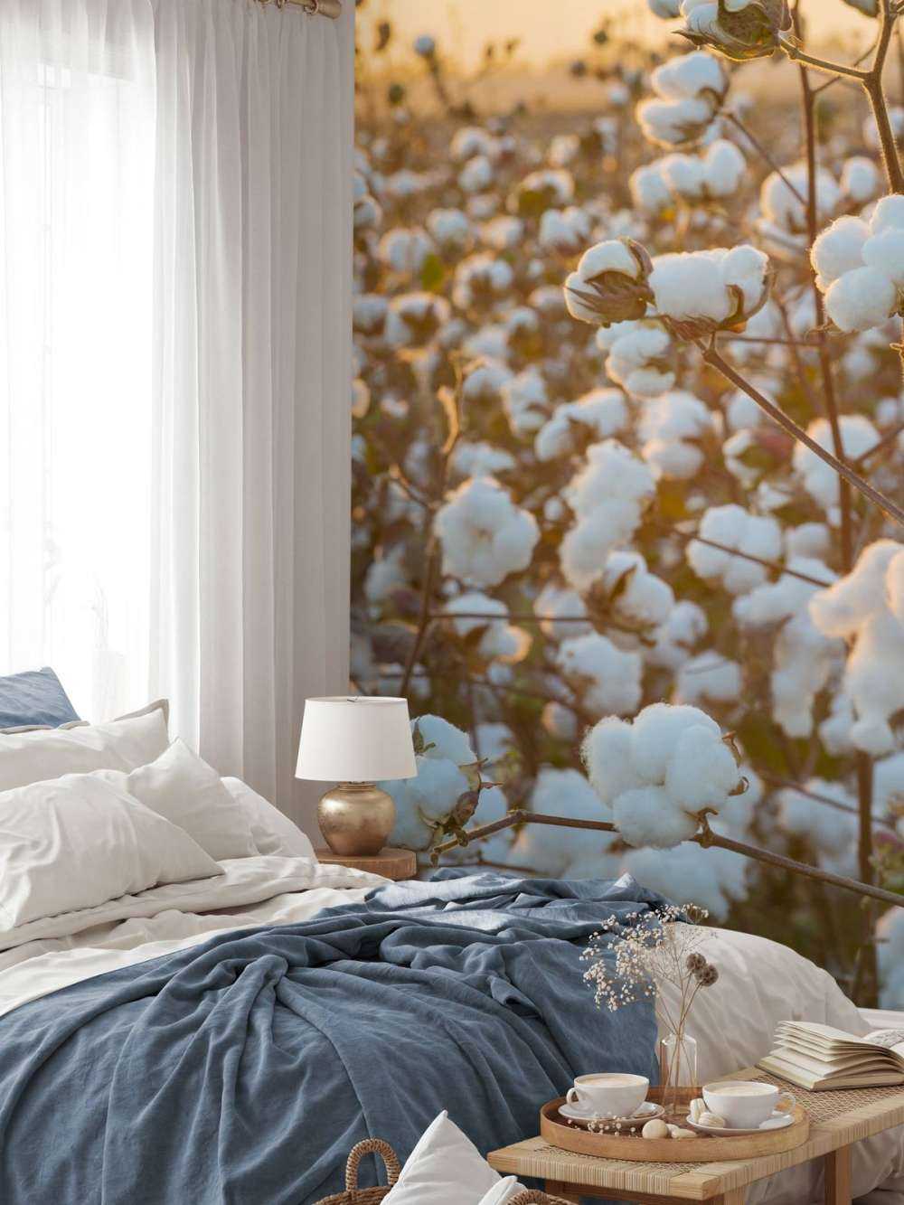 Cotton field with golden yellow sky