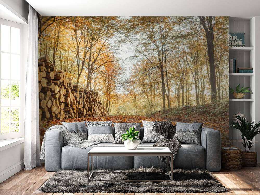 Tree trunks in autumn forest