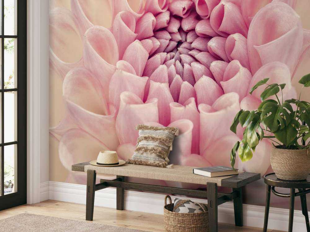 Dahlia close-up photo