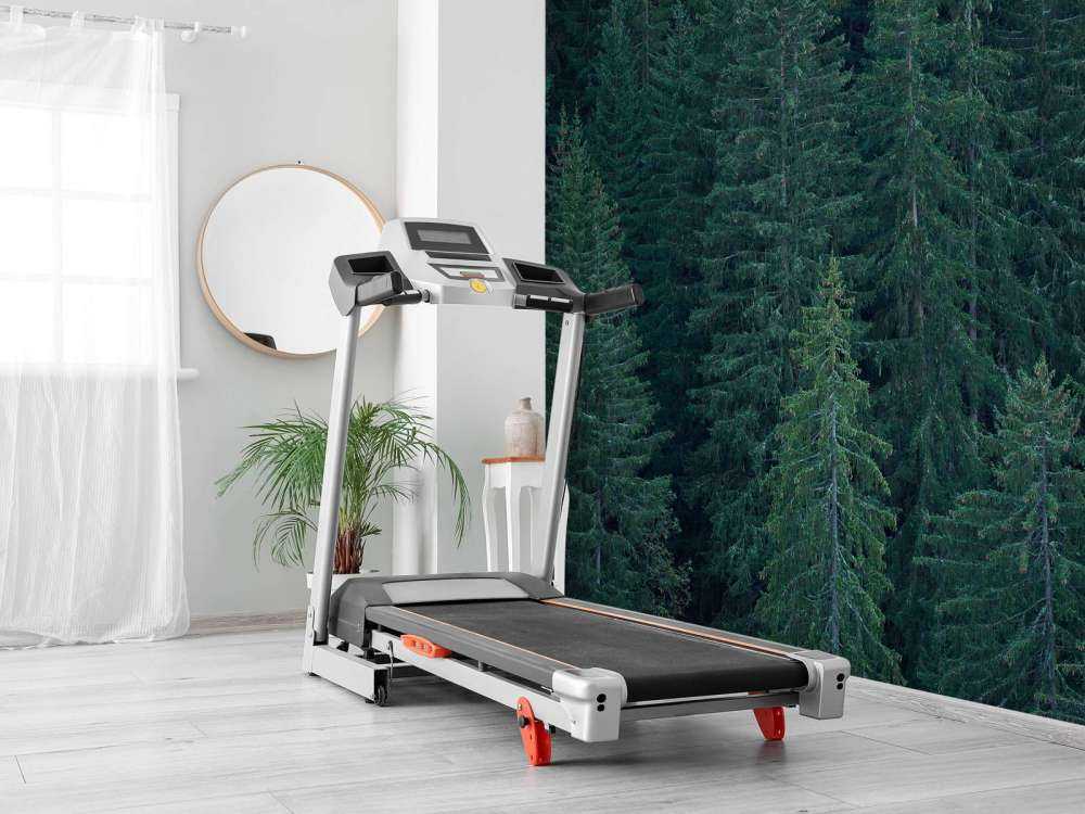 Conifers with pine cones