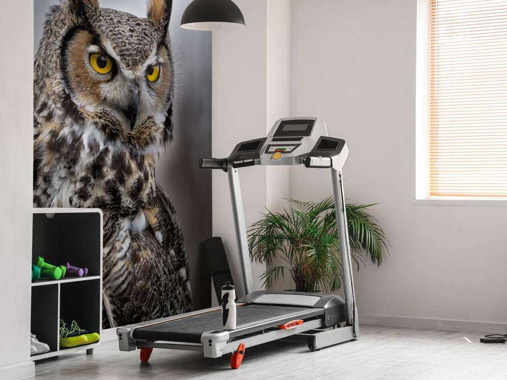 Brown feathered owl