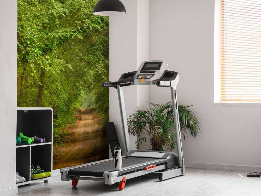 Toad in forest with sunbeams