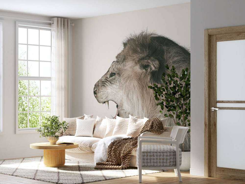 Roaring lion offwhite