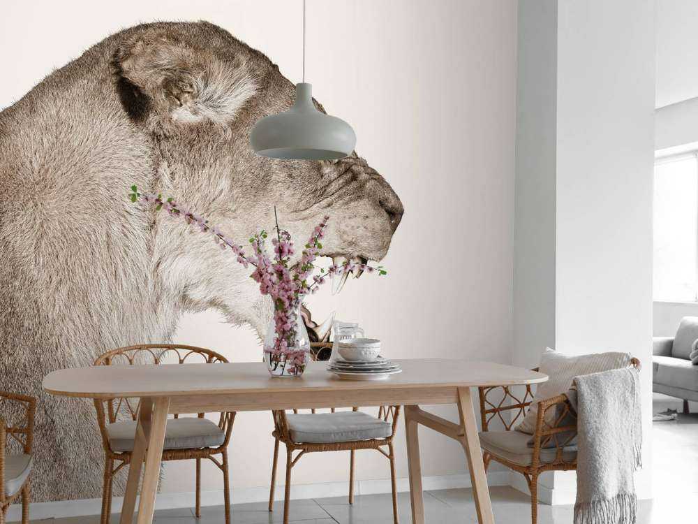 Lioness side view offwhite