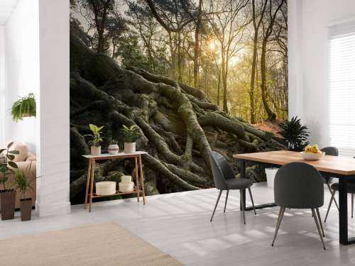 Tree roots above ground