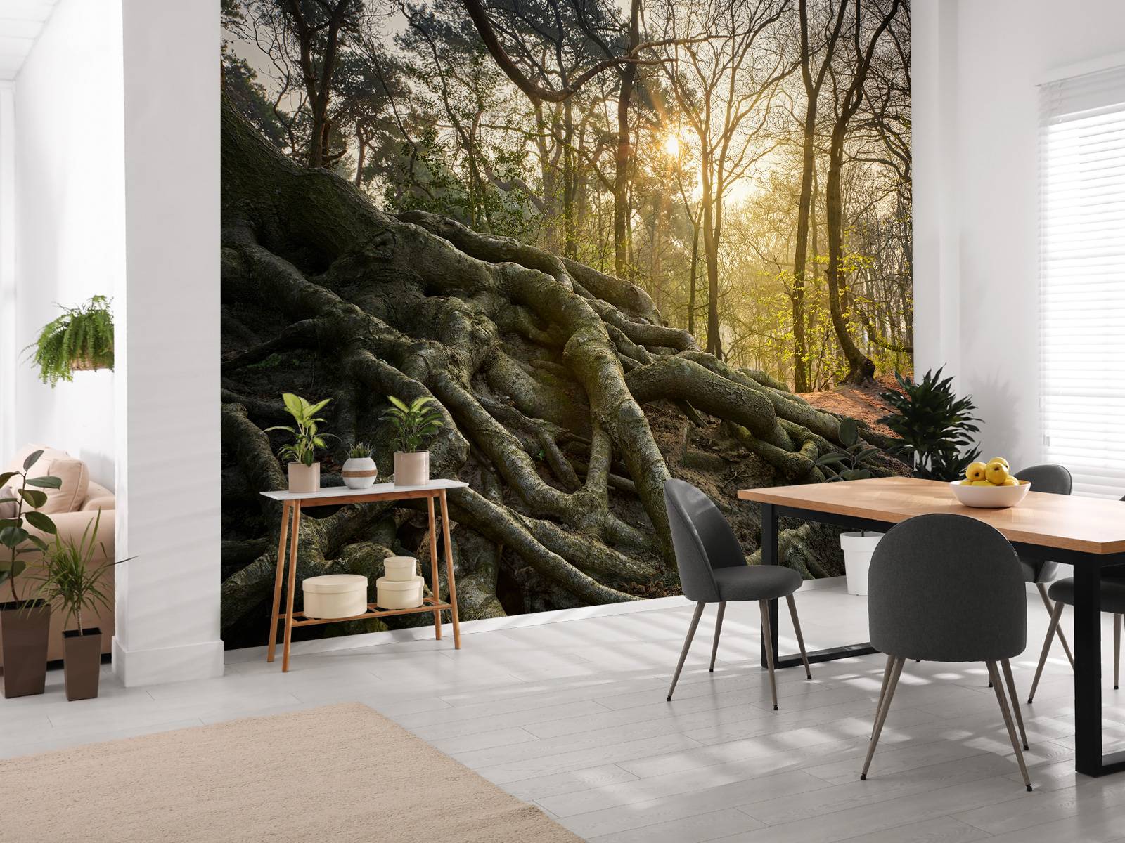 Tree roots above ground