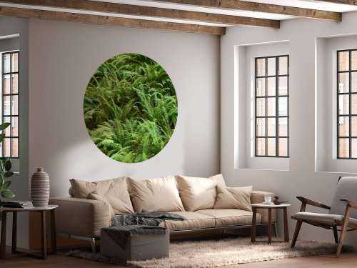 Green ferns