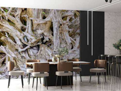 Tree roots 