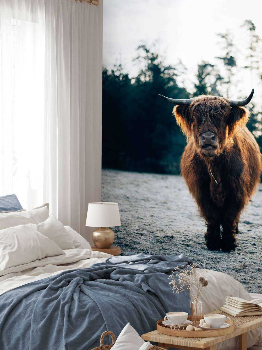 Scottish Highlander in the morning sun