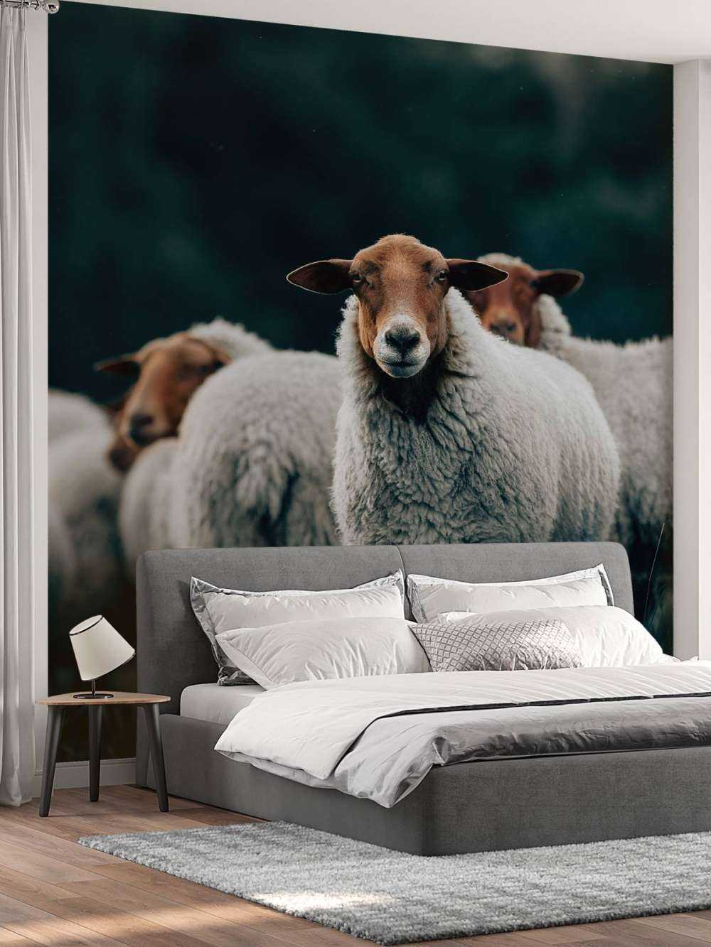 Sheep in the evening
