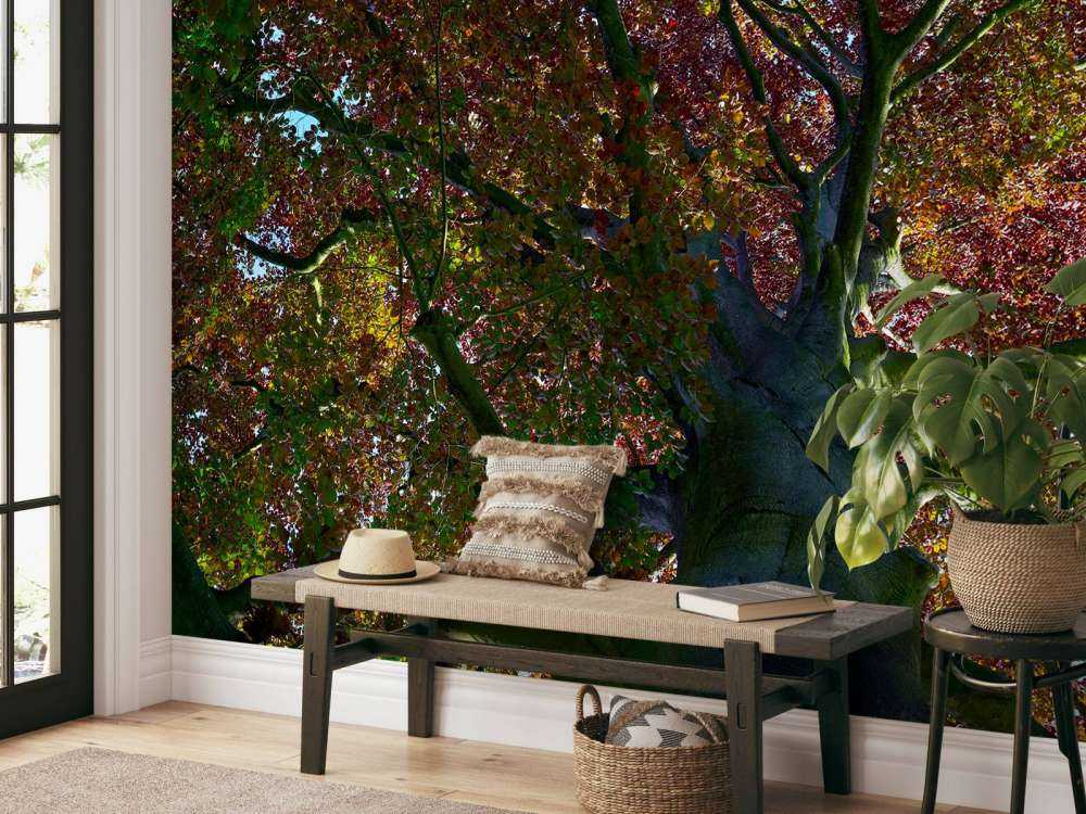 Boom met gekleurde bladeren