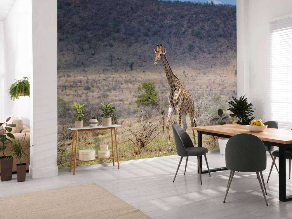 Lopende giraffe