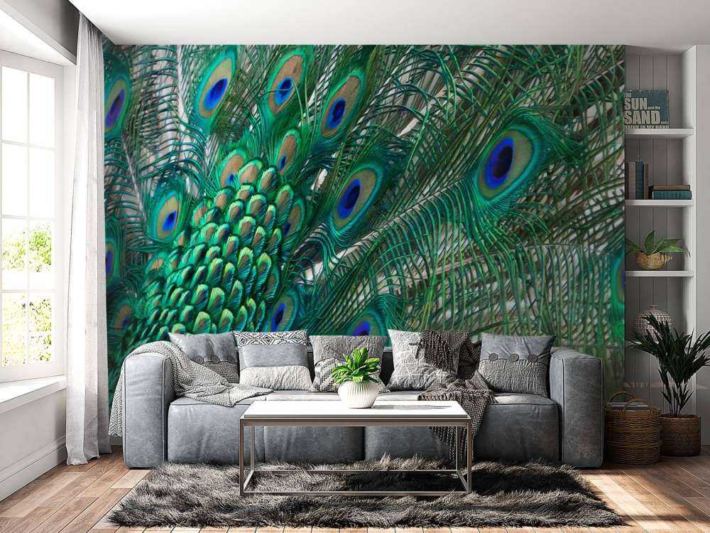 Colored plumage of a peacock