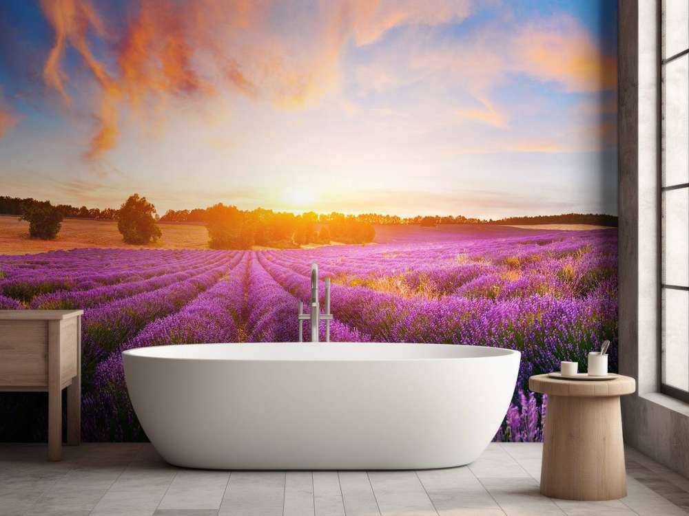 Field of Lavender