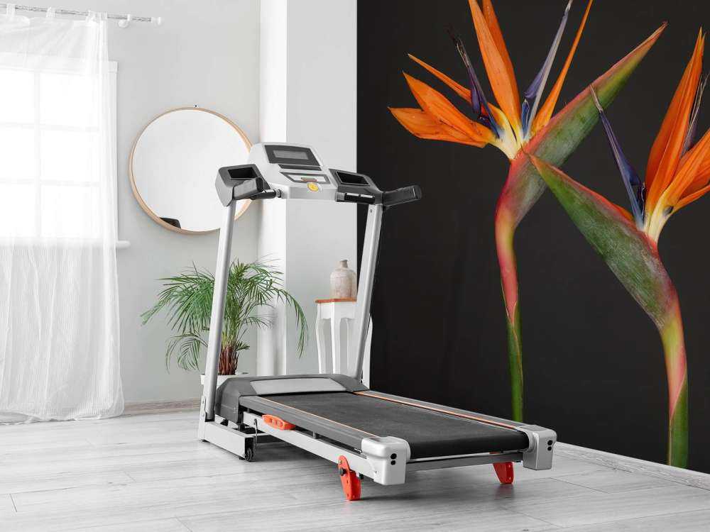 Bird of Paradise flowers