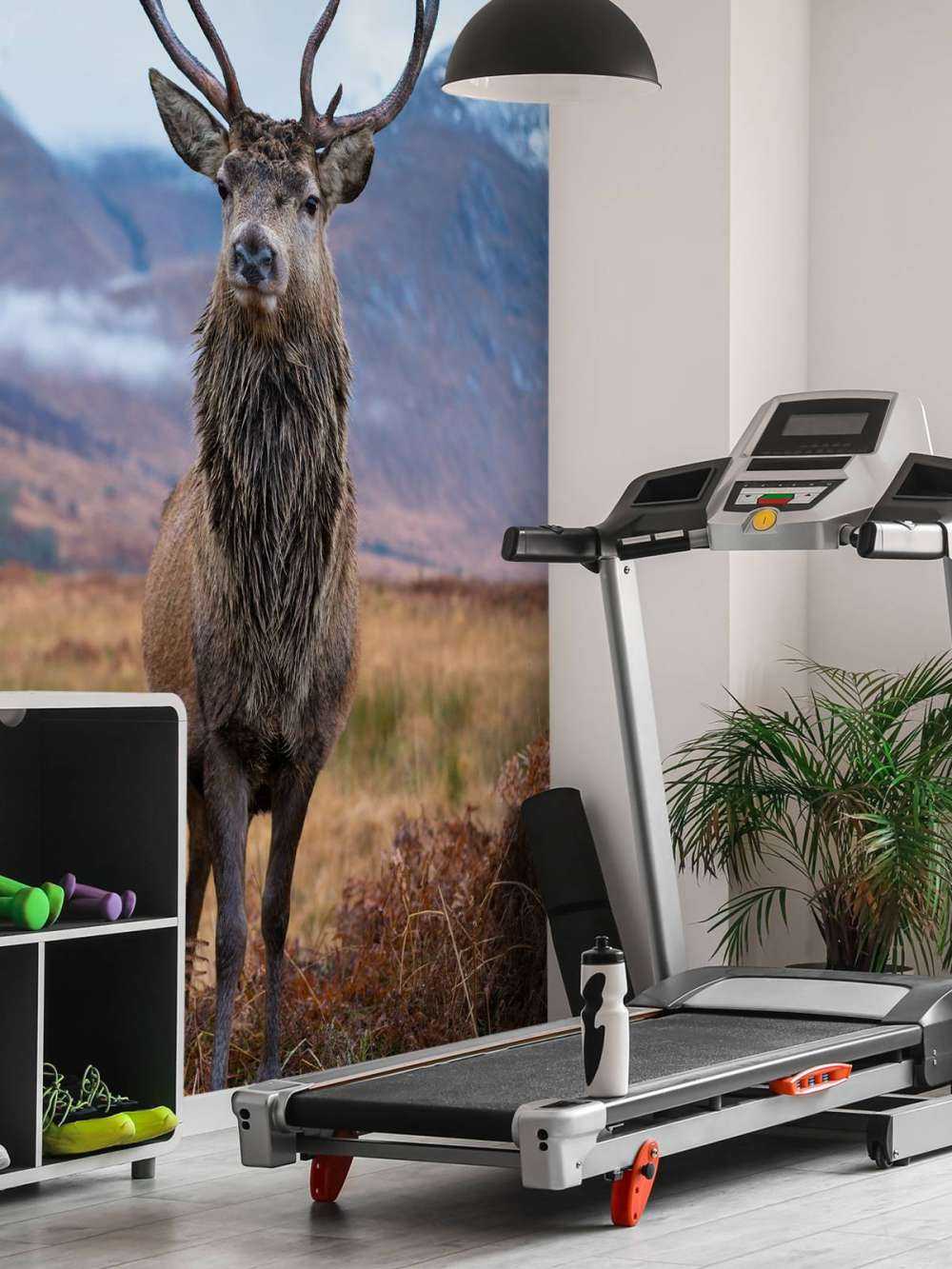 Deer in the mountains